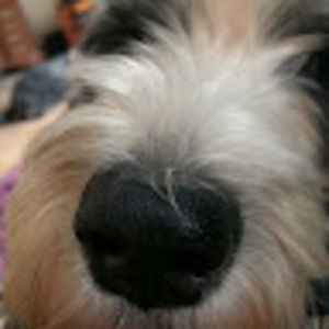 Meet your Posher, Ariana